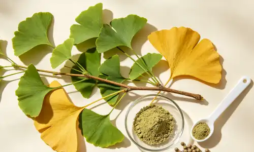 Organic ginkgo leaf Organic ginkgo leaf
