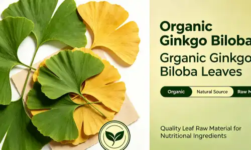 organic ginkgo leaf organic ginkgo leaf