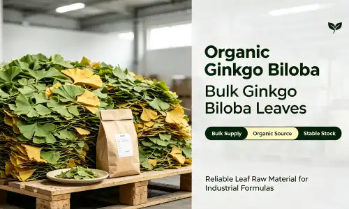 Ginkgo biloba extract Ginkgo biloba extract