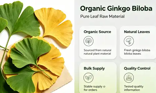 organic ginkgo leaf 