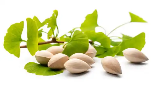 Gingko Biloba Leaf Extract Powder Benefits for Brain Health