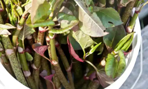 Nature Polygonum Cuspidatum Extract Powder in Supplements