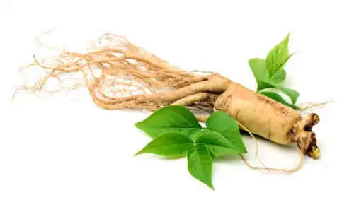 Chinese Panax Ginseng Extract Benefits: What You Need to Know