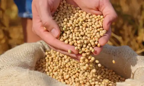Natural Soybean Extract Powder Benefits for Health and Skin