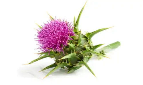 Pure Milk Thistle Fruit Extract Benefits Backed by Science
