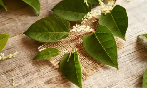 Nature Polygonum Cuspidatum Extract Powder Bulk Buying Tips