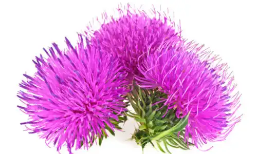 Pure Milk Thistle Fruit Extract in Daily Supplements