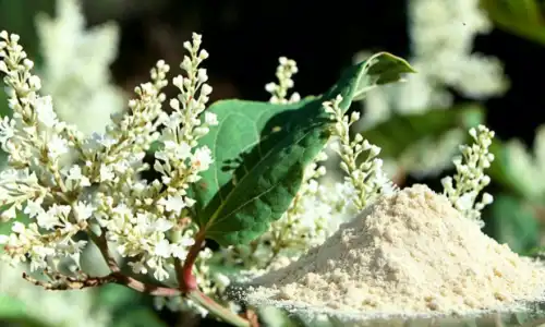Nature Resveratrol Powder Uses in Skincare and Supplements