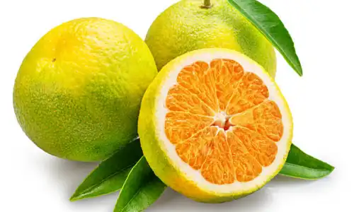 Natural Citrus Aurantium Extract Bulk Buying Tips