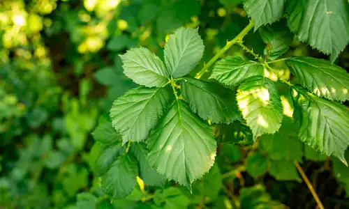 Mulberry Leaf Extract Powder for Weight Management Tips