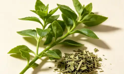 The Health Benefits and Uses of Andrographis Paniculata Extract Powder