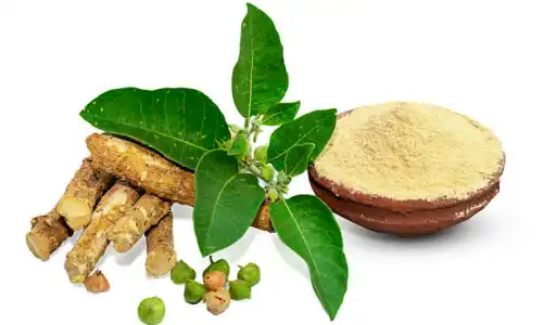Chinese Panax Ginseng Extract for Stress and Fatigue Relief