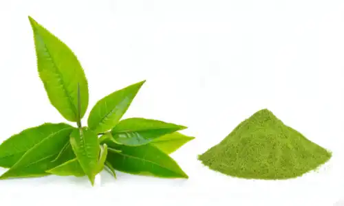 Tea Leaf Extract for Weight Loss: Does It Really Work?
