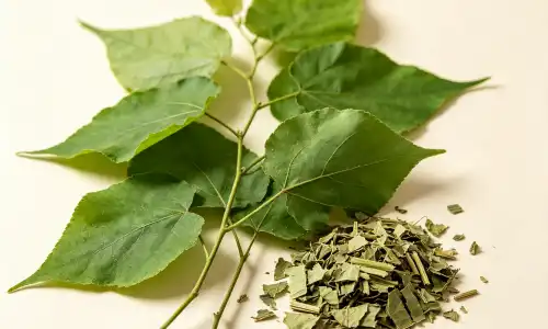 Everything You Should Know About Epimedium Extract Powder