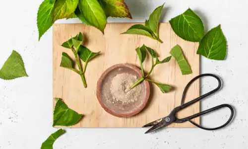 Nature Resveratrol Powder for Skin: Brightening and Repair
