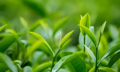 Tea Leaf Extract Uses in Skincare and Supplements