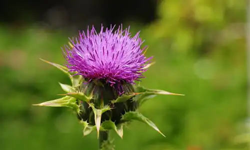Pure Milk Thistle Fruit Extract for Detox: Does It Help?