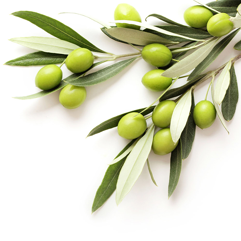 Natural-Plant-Olive-Leaf-Extract-Oleuropein-2